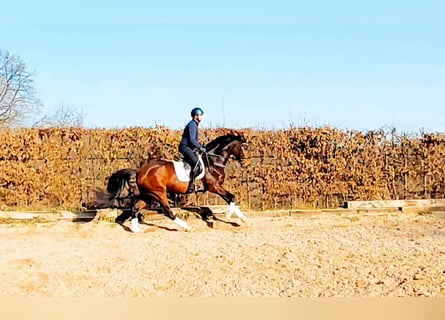 Koń westfalski, Klacz, 4 lat, 169 cm, Gniada