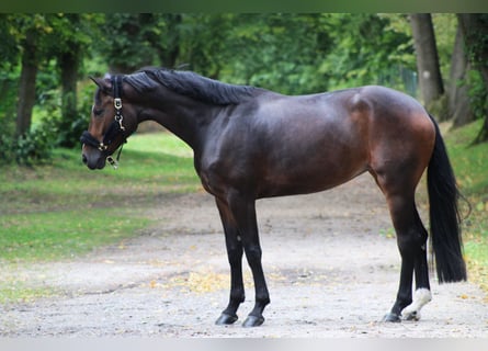 Koń westfalski, Klacz, 4 lat, 170 cm, Ciemnogniada