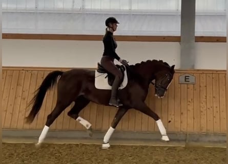 Koń westfalski, Klacz, 4 lat, 170 cm, Ciemnokasztanowata