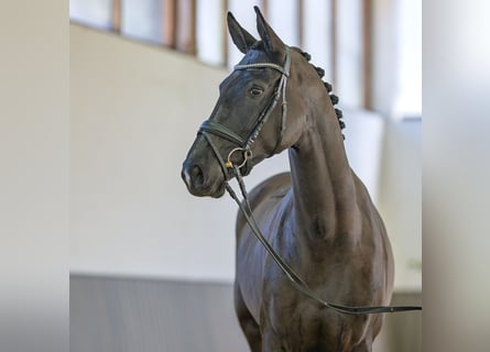 Koń westfalski, Klacz, 4 lat, 170 cm, Skarogniada