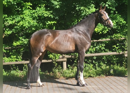 Koń westfalski, Klacz, 4 lat, 172 cm, Ciemnogniada