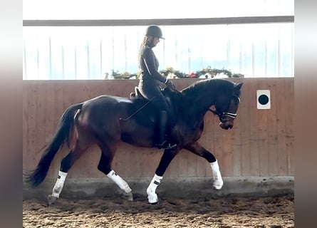 Koń westfalski, Klacz, 4 lat, 172 cm, Gniada