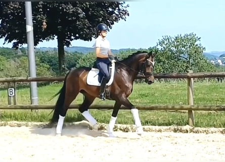 Koń westfalski, Klacz, 4 lat, 173 cm, Ciemnogniada