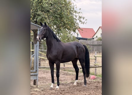 Koń westfalski, Klacz, 4 lat, 173 cm, Skarogniada
