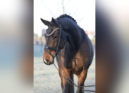 Koń westfalski, Klacz, 4 lat, 175 cm, Ciemnogniada