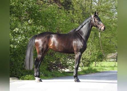 Koń westfalski, Klacz, 4 lat, 176 cm, Ciemnogniada