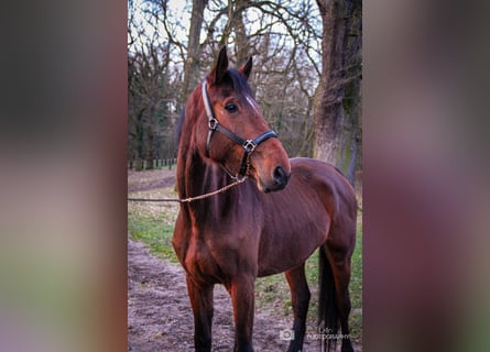 Koń westfalski, Klacz, 4 lat, 176 cm, Gniada