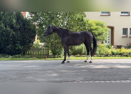 Koń westfalski, Klacz, 4 lat, Kara