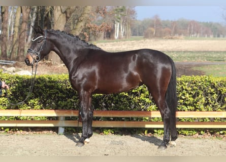 Koń westfalski, Klacz, 5 lat, 156 cm, Ciemnogniada