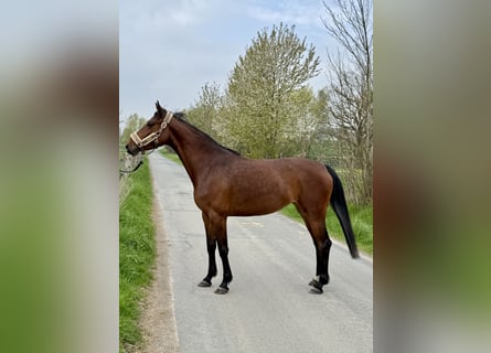 Koń westfalski, Klacz, 5 lat, 157 cm, Gniada