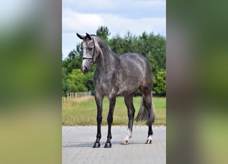 Koń westfalski, Klacz, 5 lat, 160 cm, Stalowosiwy