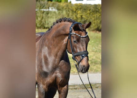 Koń westfalski, Klacz, 5 lat, 161 cm, Ciemnokasztanowata