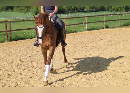 Koń westfalski, Klacz, 5 lat, 162 cm, Kasztanowata