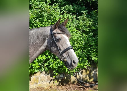 Koń westfalski, Klacz, 5 lat, 162 cm, Stalowosiwy