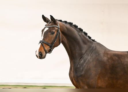 Koń westfalski, Klacz, 5 lat, 163 cm, Gniada