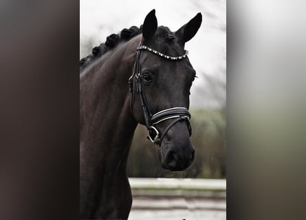 Koń westfalski, Klacz, 5 lat, 163 cm, Kara