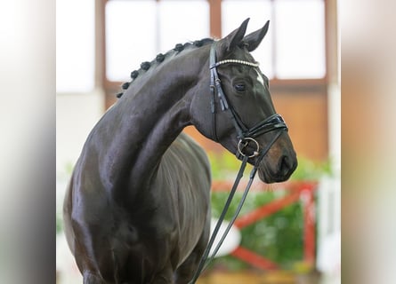 Koń westfalski, Klacz, 5 lat, 165 cm, Ciemnogniada