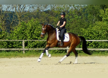 Koń westfalski, Klacz, 5 lat, 165 cm, Gniada