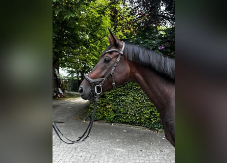 Koń westfalski, Klacz, 5 lat, 165 cm, Gniada