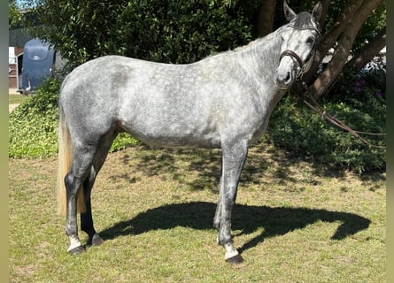 Koń westfalski, Klacz, 5 lat, 165 cm, Siwa jabłkowita