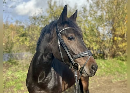 Koń westfalski, Klacz, 5 lat, 165 cm, Skarogniada