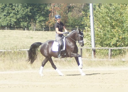 Koń westfalski, Klacz, 5 lat, 167 cm, Kara