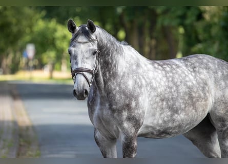 Koń westfalski, Klacz, 5 lat, 167 cm, Siwa