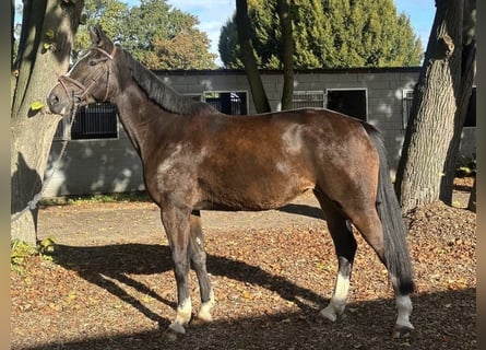 Koń westfalski, Klacz, 5 lat, 168 cm, Ciemnogniada