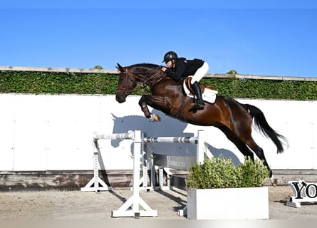 Koń westfalski, Klacz, 5 lat, 168 cm, Ciemnogniada