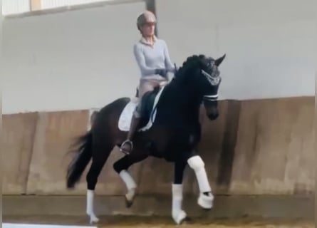 Koń westfalski, Klacz, 5 lat, 168 cm, Ciemnogniada