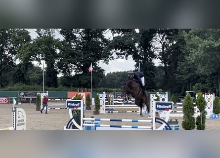 Koń westfalski, Klacz, 5 lat, 168 cm, Ciemnokasztanowata