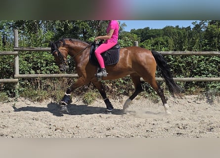 Koń westfalski, Klacz, 5 lat, 168 cm, Gniada