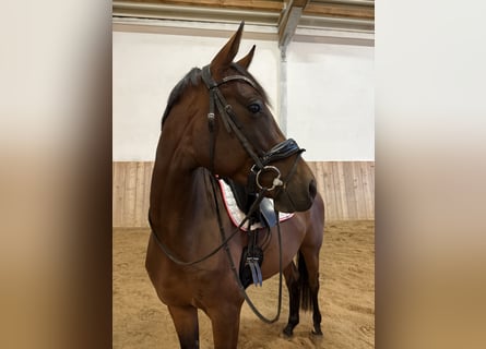 Koń westfalski, Klacz, 5 lat, 168 cm, Gniada