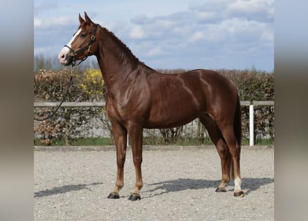 Koń westfalski, Klacz, 5 lat, 168 cm, Kasztanowata