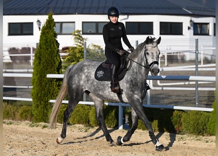 Koń westfalski, Klacz, 5 lat, 168 cm, Siwa jabłkowita