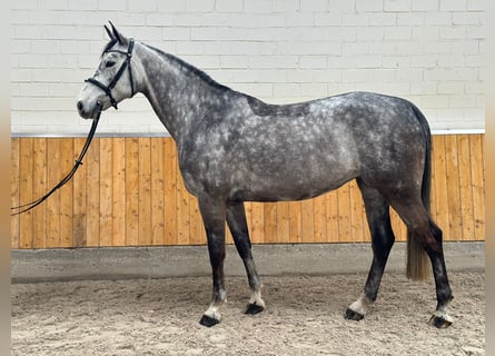 Koń westfalski, Klacz, 5 lat, 168 cm, Siwa jabłkowita