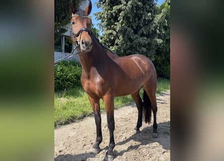Koń westfalski, Klacz, 5 lat, 169 cm, Gniada