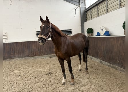 Koń westfalski, Klacz, 5 lat, 169 cm, Kasztanowata