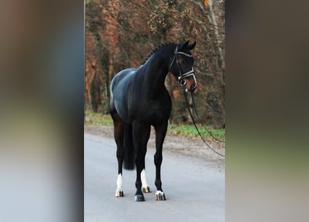 Koń westfalski, Klacz, 5 lat, 170 cm, Ciemnogniada