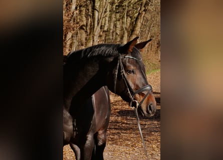 Koń westfalski, Klacz, 5 lat, 170 cm, Ciemnogniada
