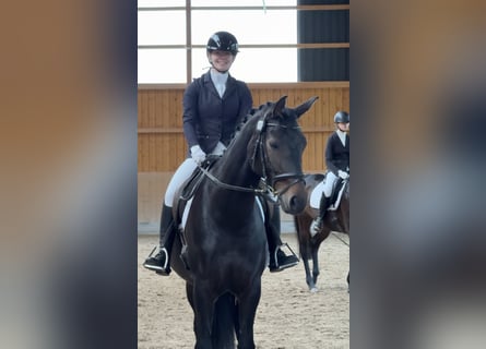 Koń westfalski, Klacz, 5 lat, 170 cm, Ciemnogniada