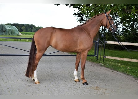 Koń westfalski, Klacz, 5 lat, 170 cm, Kasztanowata