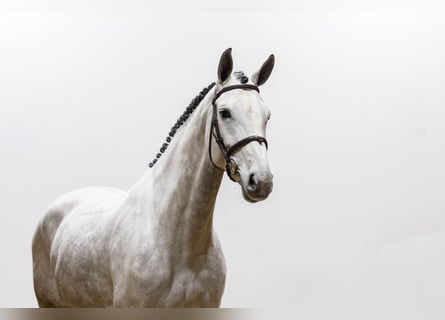 Koń westfalski, Klacz, 5 lat, 170 cm, Siwa