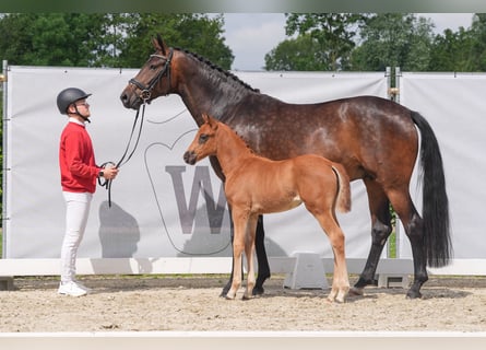 Koń westfalski, Klacz, 5 lat, 172 cm, Ciemnogniada