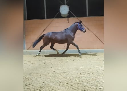Koń westfalski, Klacz, 5 lat, 174 cm, Gniada