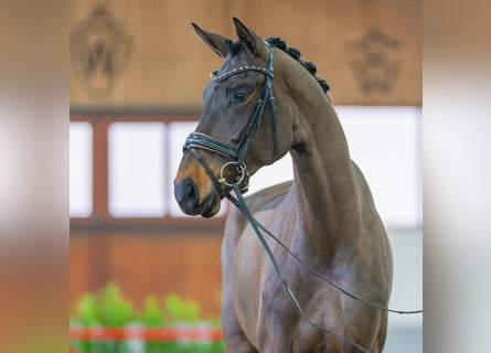 Koń westfalski, Klacz, 5 lat, 178 cm, Ciemnogniada