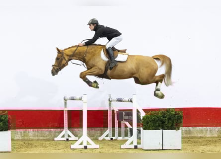 Koń westfalski, Klacz, 6 lat, 162 cm