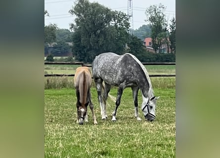 Koń westfalski, Klacz, 6 lat, 162 cm, Siwa