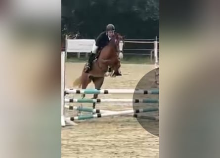 Koń westfalski, Klacz, 6 lat, 163 cm, Kasztanowata