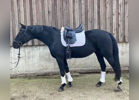 Koń westfalski, Klacz, 6 lat, 164 cm, Kara